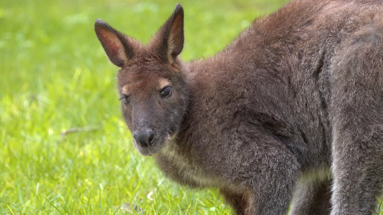 wallaby de bennet, pelaje cubierto de pelos marrones, bajo la sombra, descansa en su hábitat en primer plano