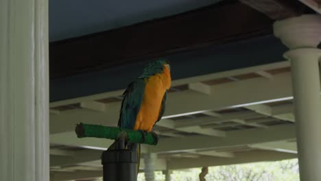 retrato del loro guacamayo azul y amarillo. fotografía estática