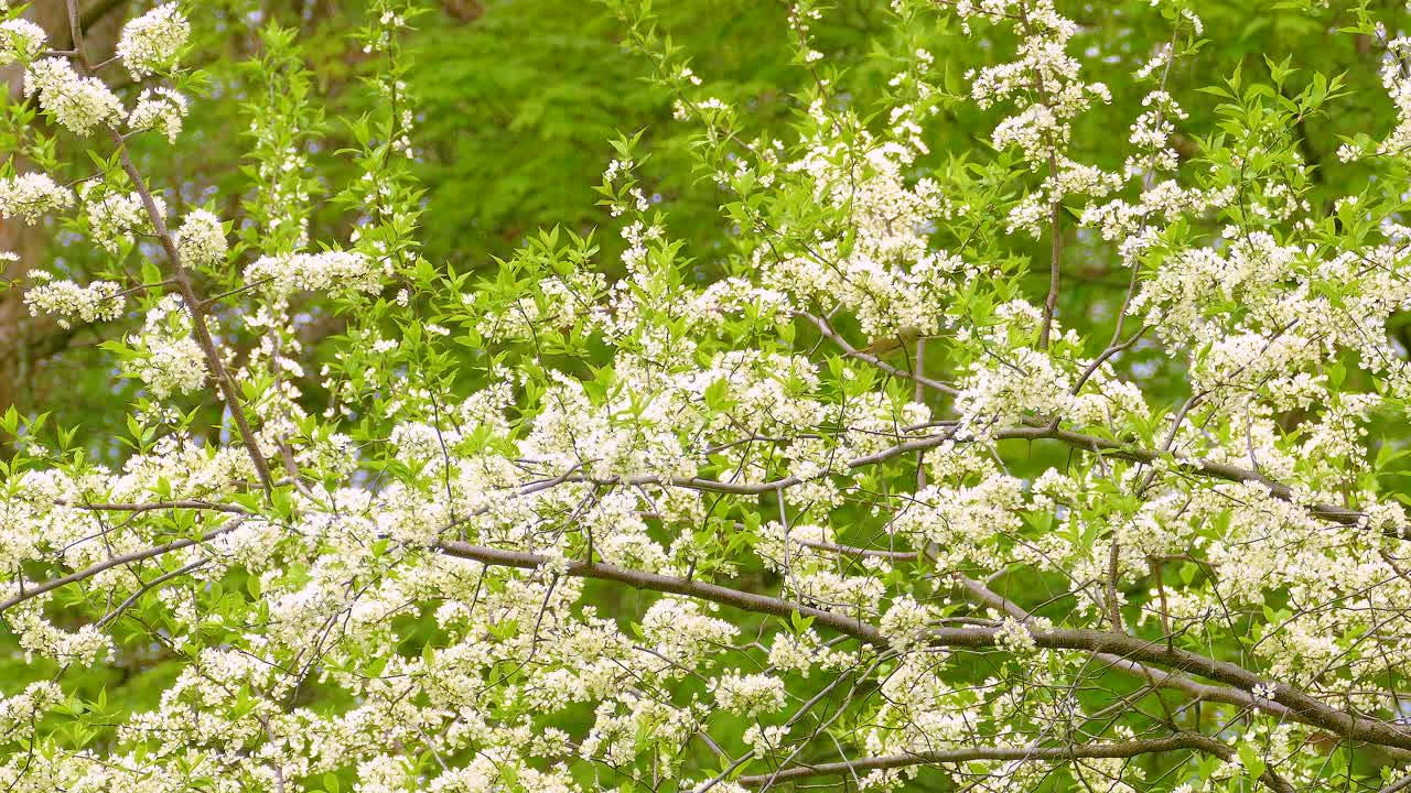 Spring in Ontario, Canada. Chestnut-Sided Warbler on cherry blossom tree with white flowers