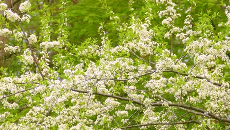 spring in ontario, canada. chestnut-sided warbler on cherry blossom tree with white flowers