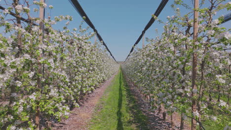 blooming apple orchard