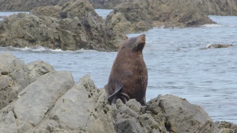 a long shot of a fur seal scratching itself on a rock in the ocean