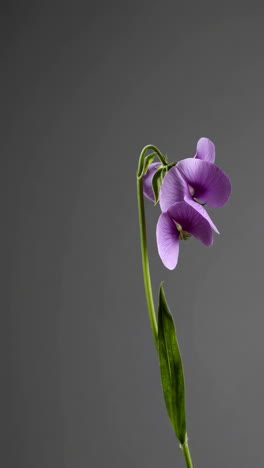 a single purple flower on a grey background