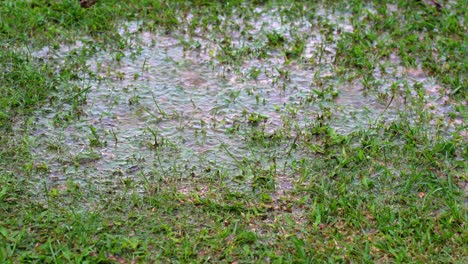 Regen-Fällt-In-Gras,-Wasserhaufen,-Mahé,-Seychellen-30fps