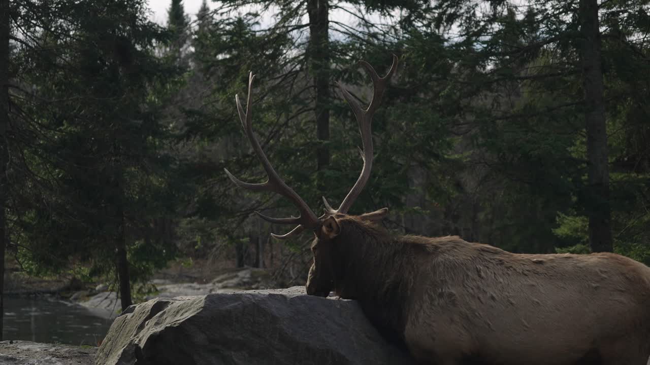 grandes ciervos rojos en el parque de animales del bosque de pie junto a una gran roca mientras comen en el parque omega, canadá