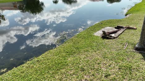 una vista de ángulo bajo de una iguana en una losa de hormigón y ladrillos tomando el sol con hierba verde a su alrededor en florida