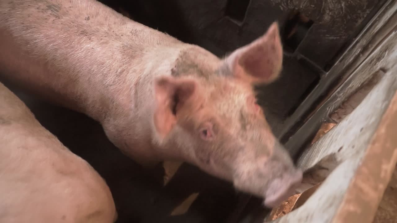 Pigs feeding in intensive farming environment