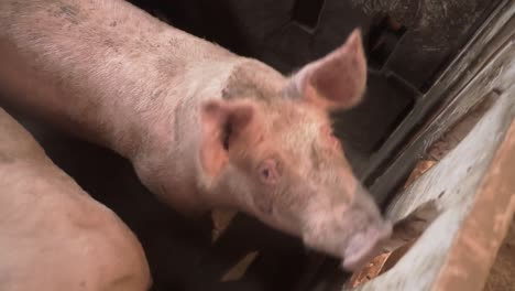 pigs feeding in intensive farming environment