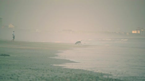 man and dog walking along beach shore on a misty morning, calm tide rolling in