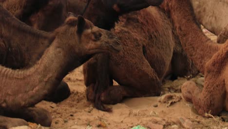 camellos en la feria de pushkar, también llamada feria de camellos de pushkar o localmente como kartik mela es una feria anual de varios días de ganado y cultural que se celebra en la ciudad de pushkar, rajasthan, india.