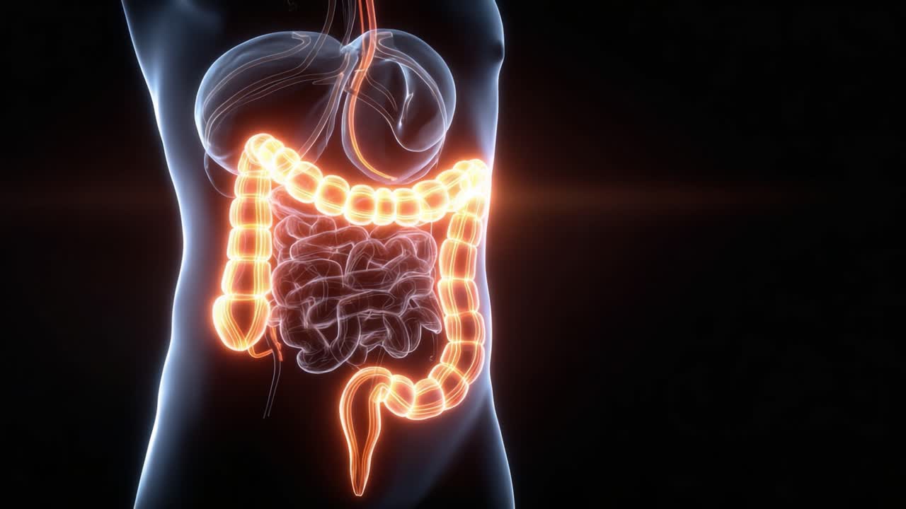 Visualizzazione del sistema digerente umano: esplorando il percorso della digestione attraverso gli intestini e gli organi con illustrazioni animate