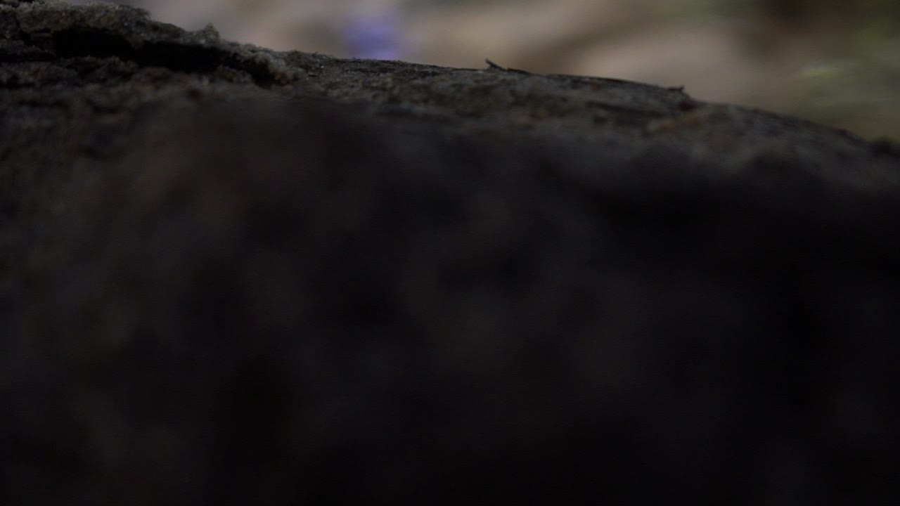 Fredelig bekk i en skog