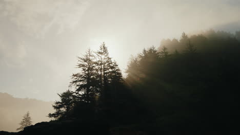 sun rays piercing through a misty forest