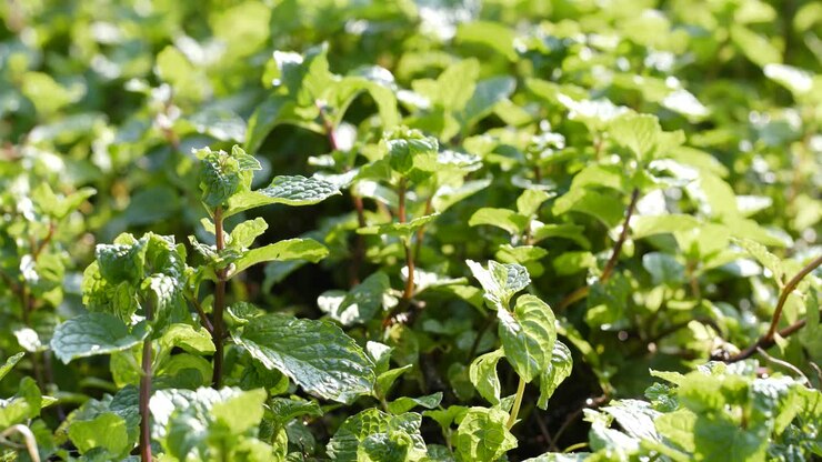 Gros plan sur une plante de menthe verte