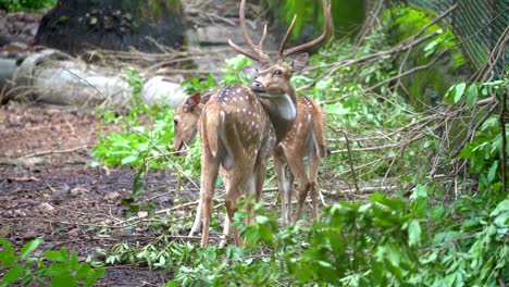 3-Hirsche-Fressen-Baumblätter-Im-Waldnationalpark,-Nahaufnahme