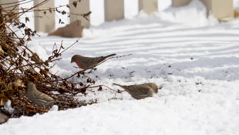 hungry house finches searching for seeds in the winter snow