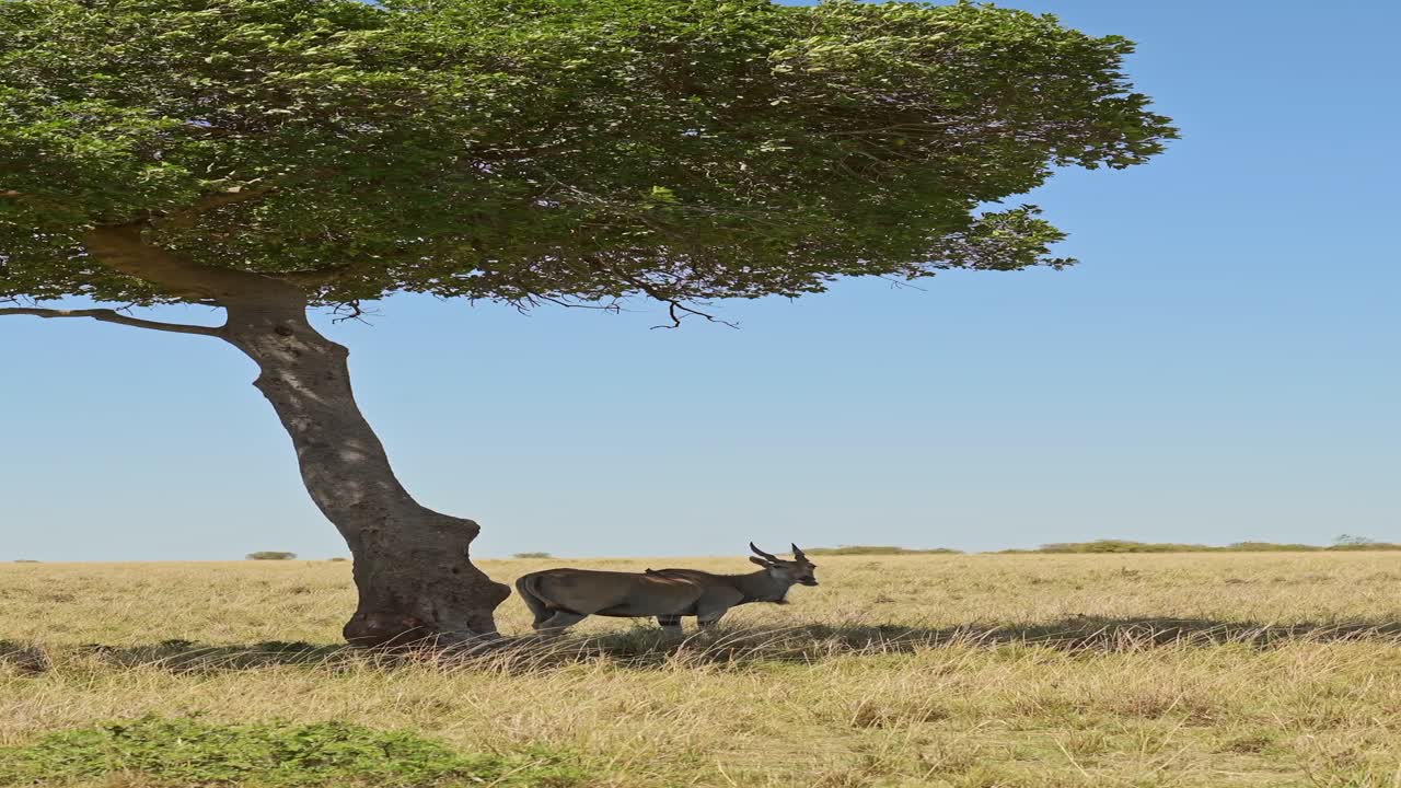 Vertical African Animals Shot of Eland on Animals Safari in Africa, Vertical African Animal Eland Video for Social Media Instagram Reels and Tiktok of Cheetah in Maasai Mara National Park in Kenya