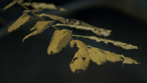 wind blowing on withered leaves on twig in autumn season