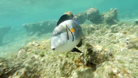 sohal surgeonfish swimming in coral reef