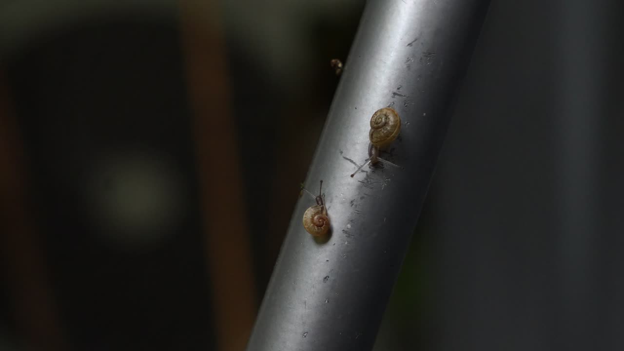 Detailed 4K close-up of a garden snail crawling on a metallic bar. The focus is on the snail's shell and antennae as it moves slowly against a blurred background