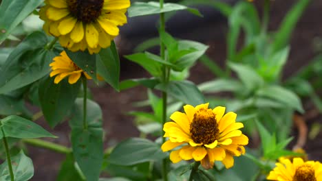 Tilt-up-of-wild-yellow-flowers