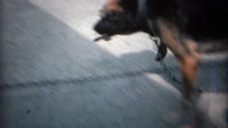 1969: el perro del depósito de chatarra caminando inquieto en círculos encadenado.