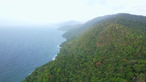 drone shot of forest and the ocean