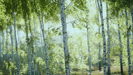 sunrise or sunset in a spring birch forest with rays of sun shining