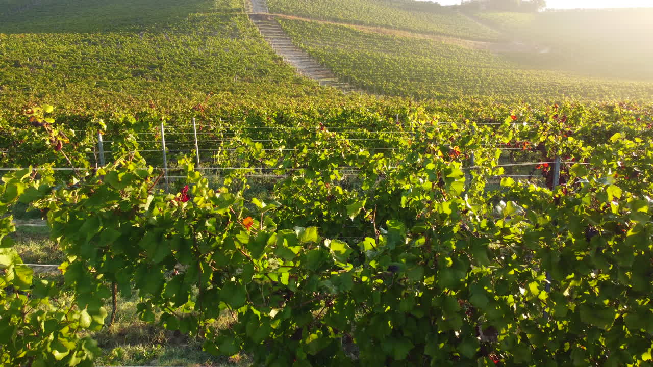 Vigneto agricolo al tramonto con vista aerea nelle Langhe, Piemonte