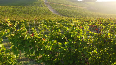 Vineyard-agriculture-field-at-sunset-aerial-view-in-Langhe,-Piedmont