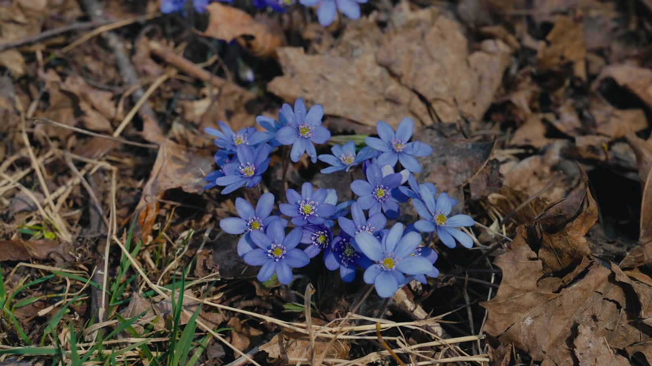 Et nærbilde av blå blåveisblomster som blomstrer gjennom tørre blader på skogbunnen, fanger et av de tydeligste og mest elskede vårtegnene i Norge.