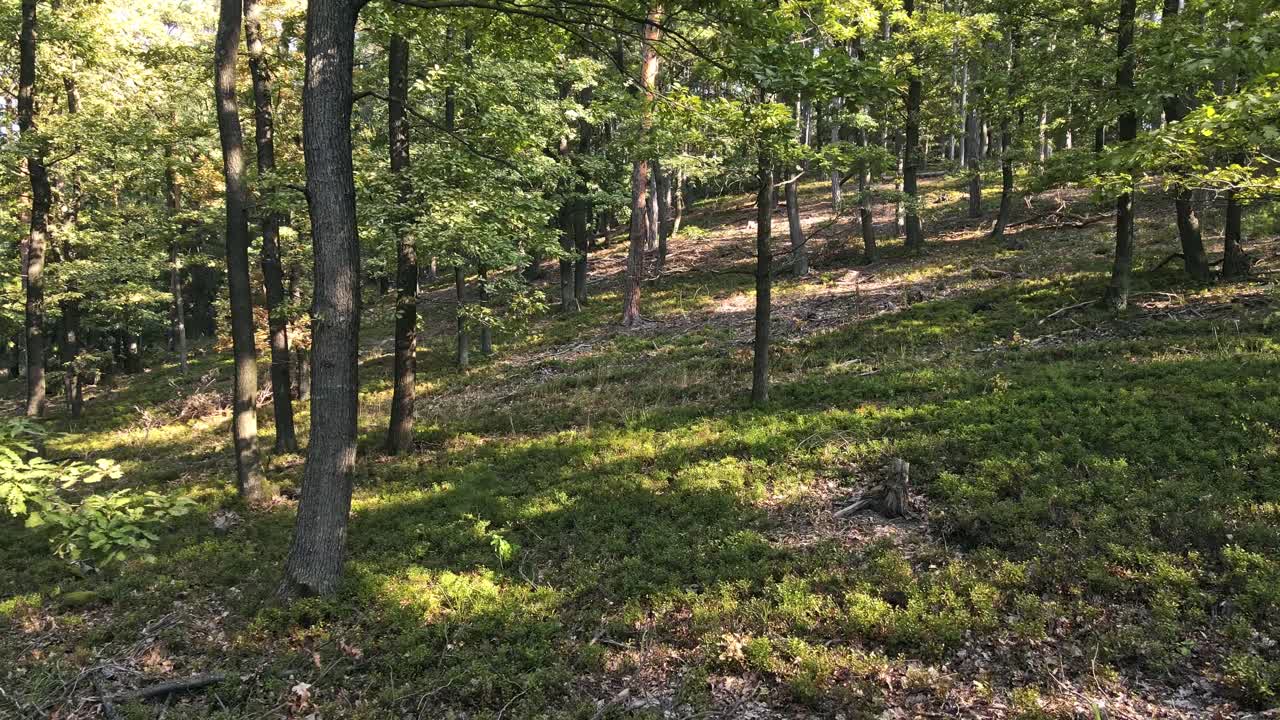 Flying thru the green forest with a drone.