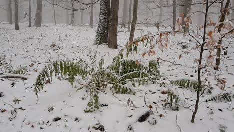 view from a distance of fern and small branch with leaves moving in snow covered woodland in europe, germany