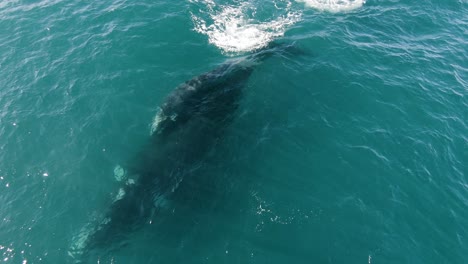 ballenas francas australes nadando juntas - toma aérea alejándose