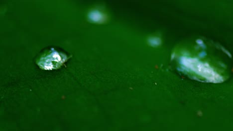 water droplets on a green leaf