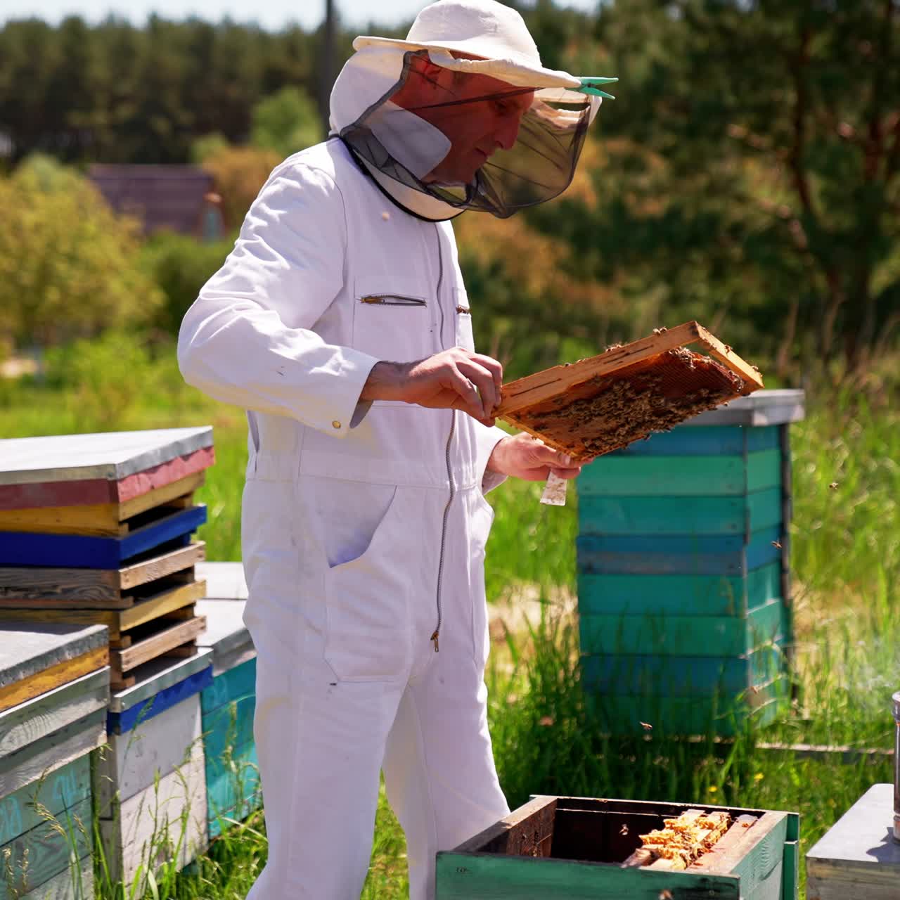 Beekeeping specialist working with beehives. Agricultural apiary honeycombs