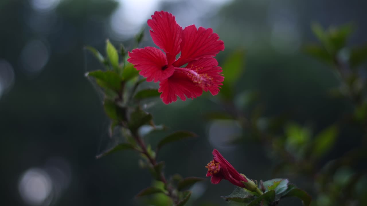 Close up of Vibrant Red Bloom Early morning