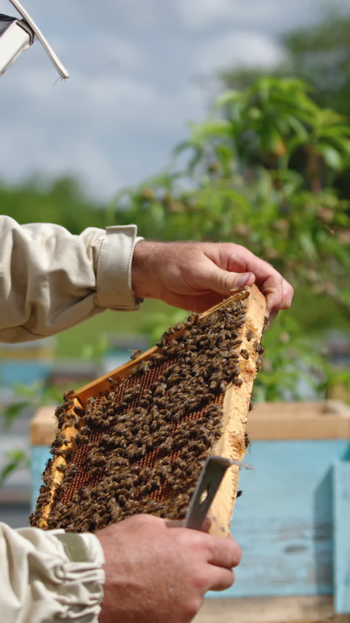 Beekeeper turning frame in his hands to check it better. Honey frame covered with bee colony. Bee farmer checking bees on sunny day. Vertical video