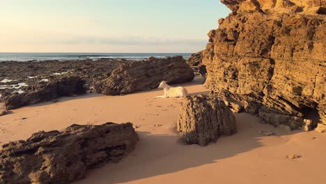 Un-Canino-Blanco-Se-Reclina-Sobre-Un-Terreno-Costero-Arenoso-Y-Accidentado,-Mientras-La-Luz-Del-Sol-Del-Atardecer-En-ángulo-Bajo-Da-Forma-A-Un-Ambiente-Atmosférico