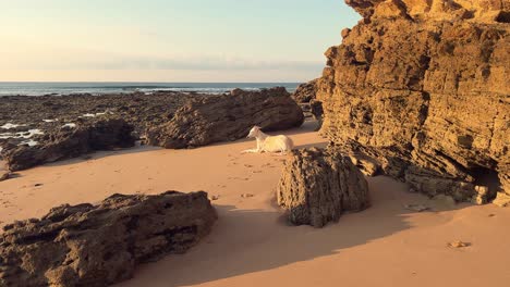 un canino blanco se reclina en el terreno costero arenoso y escarpado, mientras la luz del sol nocturno de ángulo bajo da forma a un ambiente atmosférico