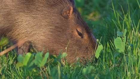 close up of capybara’s head feeding on fresh green wetland grass in the ibera wetlands, corrientes, argentina.