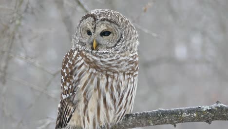 Superb-barred-owl-wild-specimen-showing-talons-when-taking-off-in-closeup