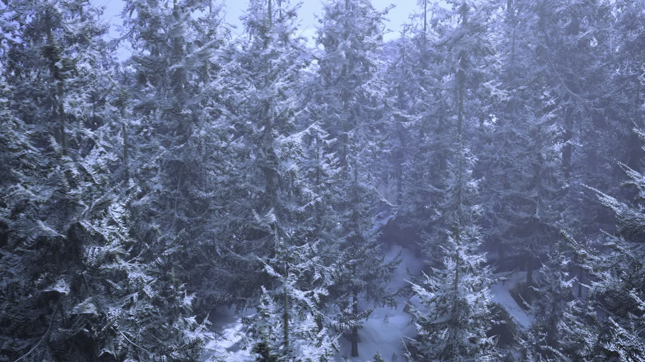 Snow covered coniferous forest during winter season in a misty landscape