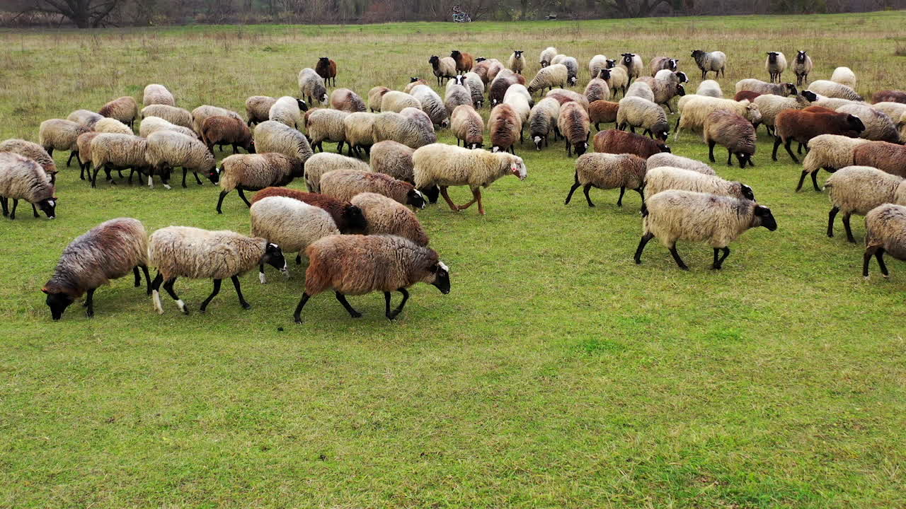 Many sheep grazing. Herd of beautiful well-groomed sheep eating grass on pasture. Brown and white fluffy domestic animals outdoors.