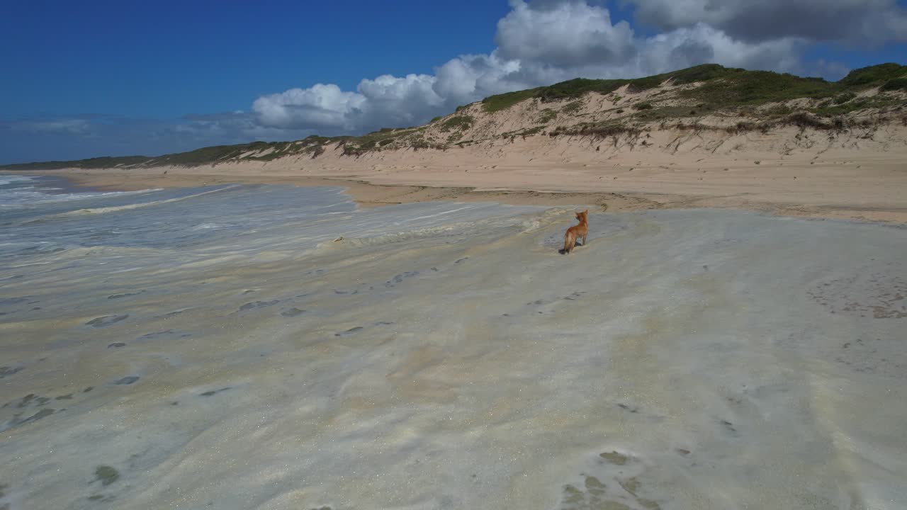 Cane Dingo in piedi sulla spiaggia sabbiosa di Mungo con le onde che si infrangono