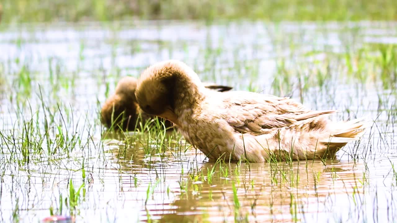 Ein Entenpaar badet und putzt sich im sich kräuselnden Wasser in einem See in Bangladesch, Indien.