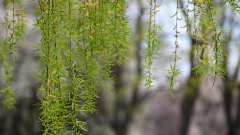 the-wind-blows-willow-branches-background