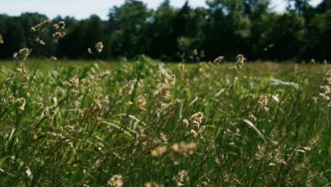 Slow-Motion-dolly-through-grass-field