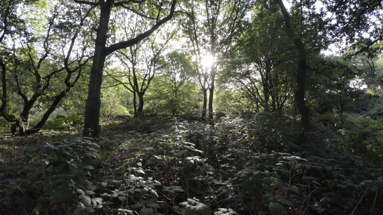 fpv drone tejiendo a través de la densa naturaleza boscosa de la cantera con la luz del sol brillando a través de los árboles y el follaje