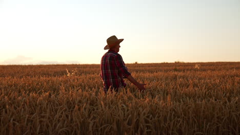 mature farmer in a straw hat and checkered shirt walks in the wheat plantation. man caresses the ears of corn while walking. sunset in the field.